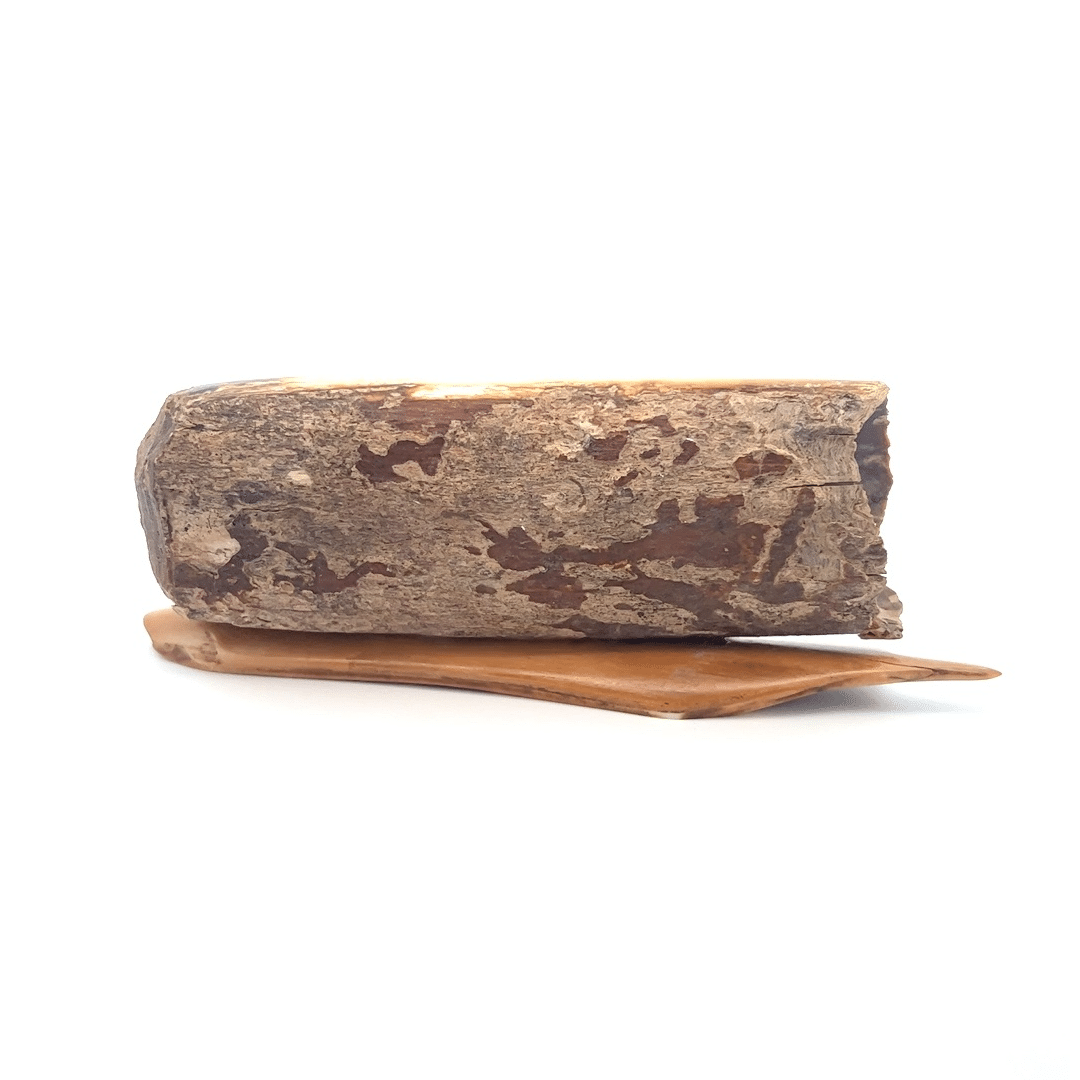 Fossil Ivory with Brown Bear Scrimshaw Artwork - Image 3