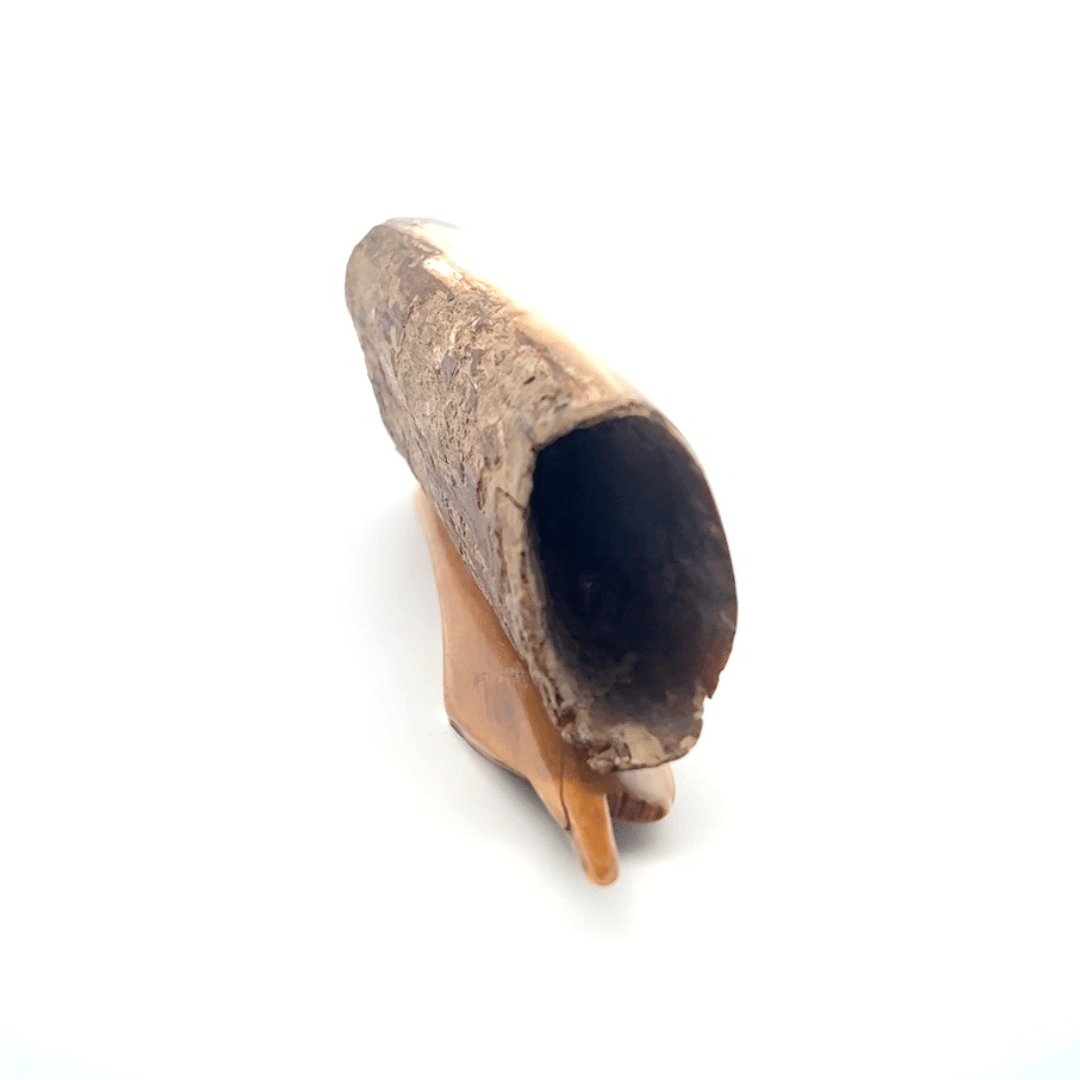 Fossil Ivory with Brown Bear Scrimshaw Artwork - Image 4