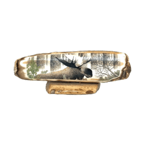 Fossil Ivory with Bull Moose Scrimshaw Artwork