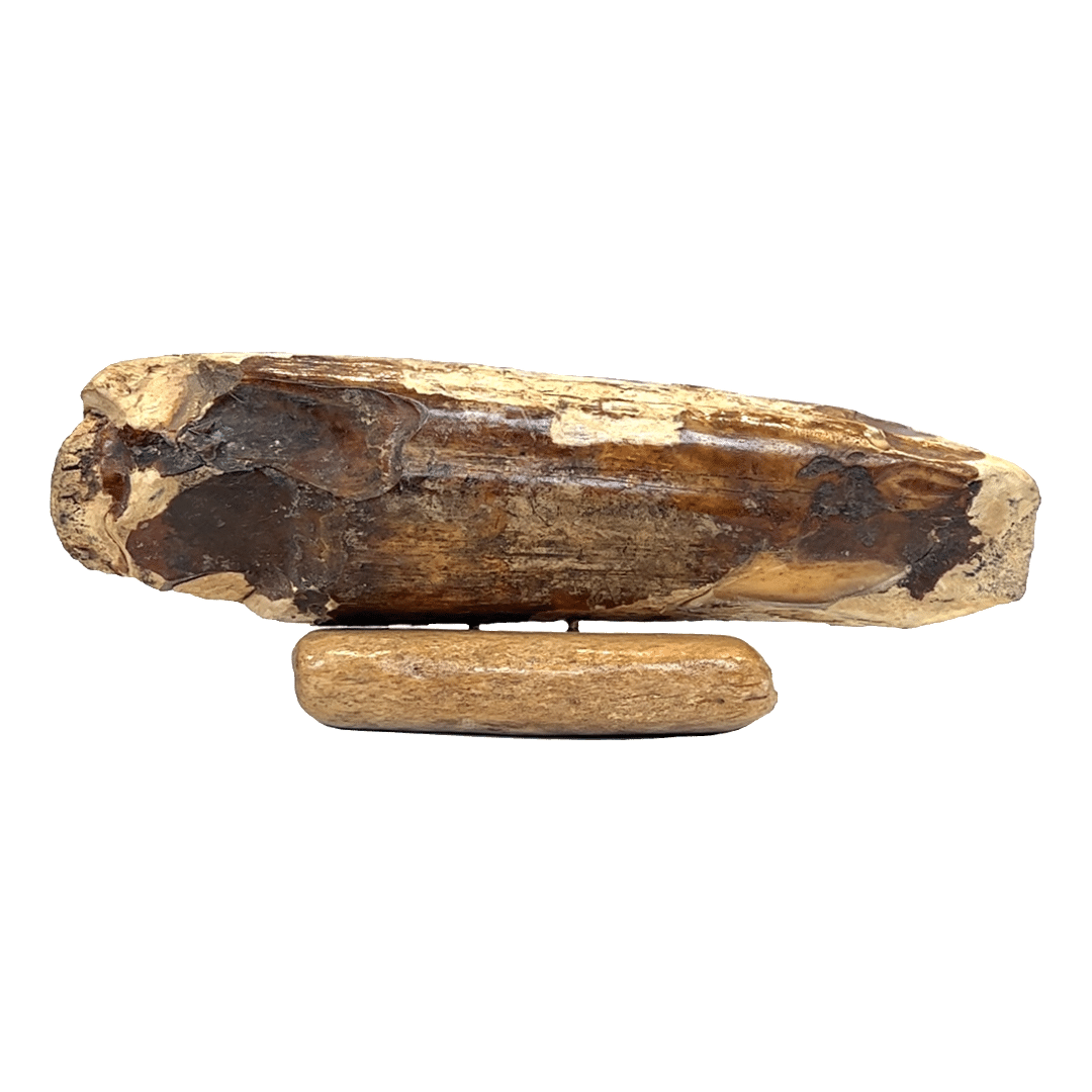 Fossil Ivory with Bull Moose Scrimshaw Artwork - Image 3