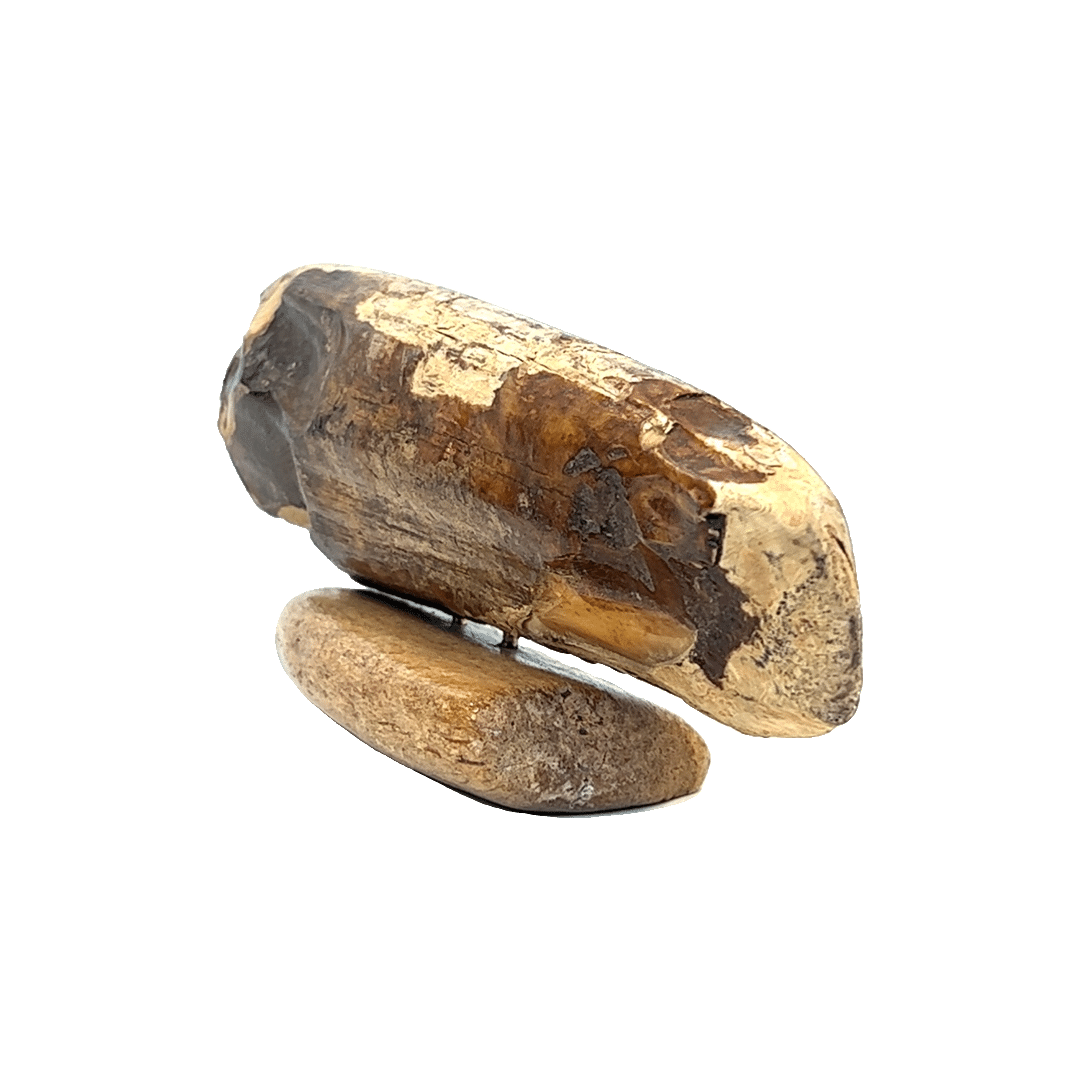 Fossil Ivory with Bull Moose Scrimshaw Artwork - Image 2