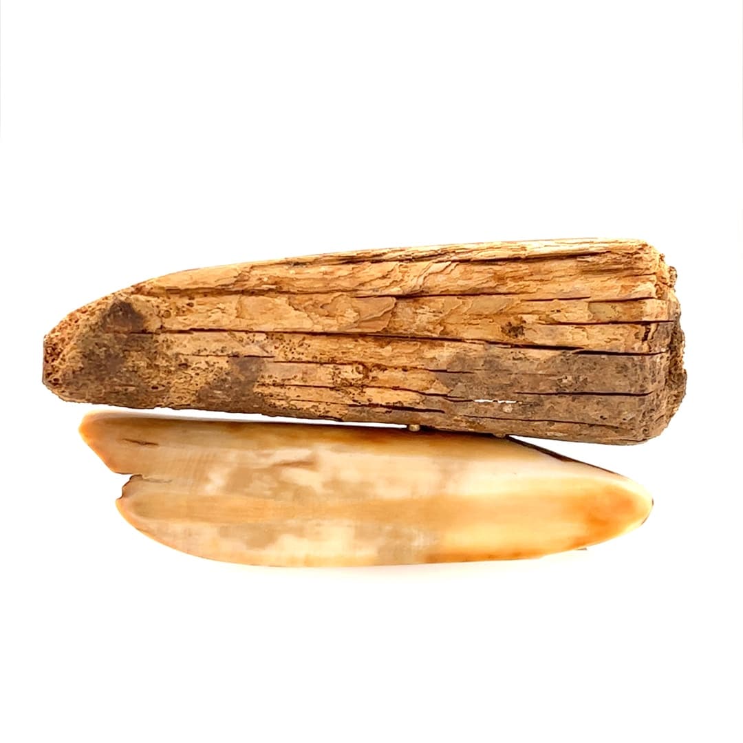 Fossil Ivory with Bull Moose Scrimshaw Artwork - Image 2