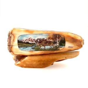 Fossil Ivory with Bull Moose Scrimshaw Artwork