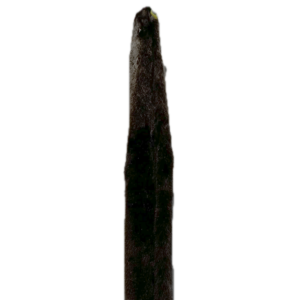 River Otter Pelt