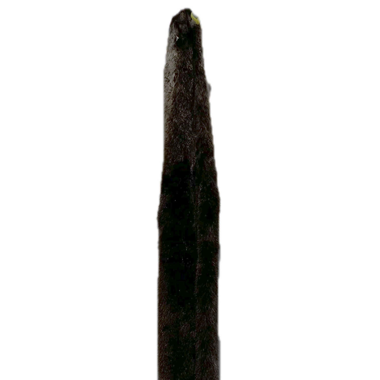 River Otter Pelt
