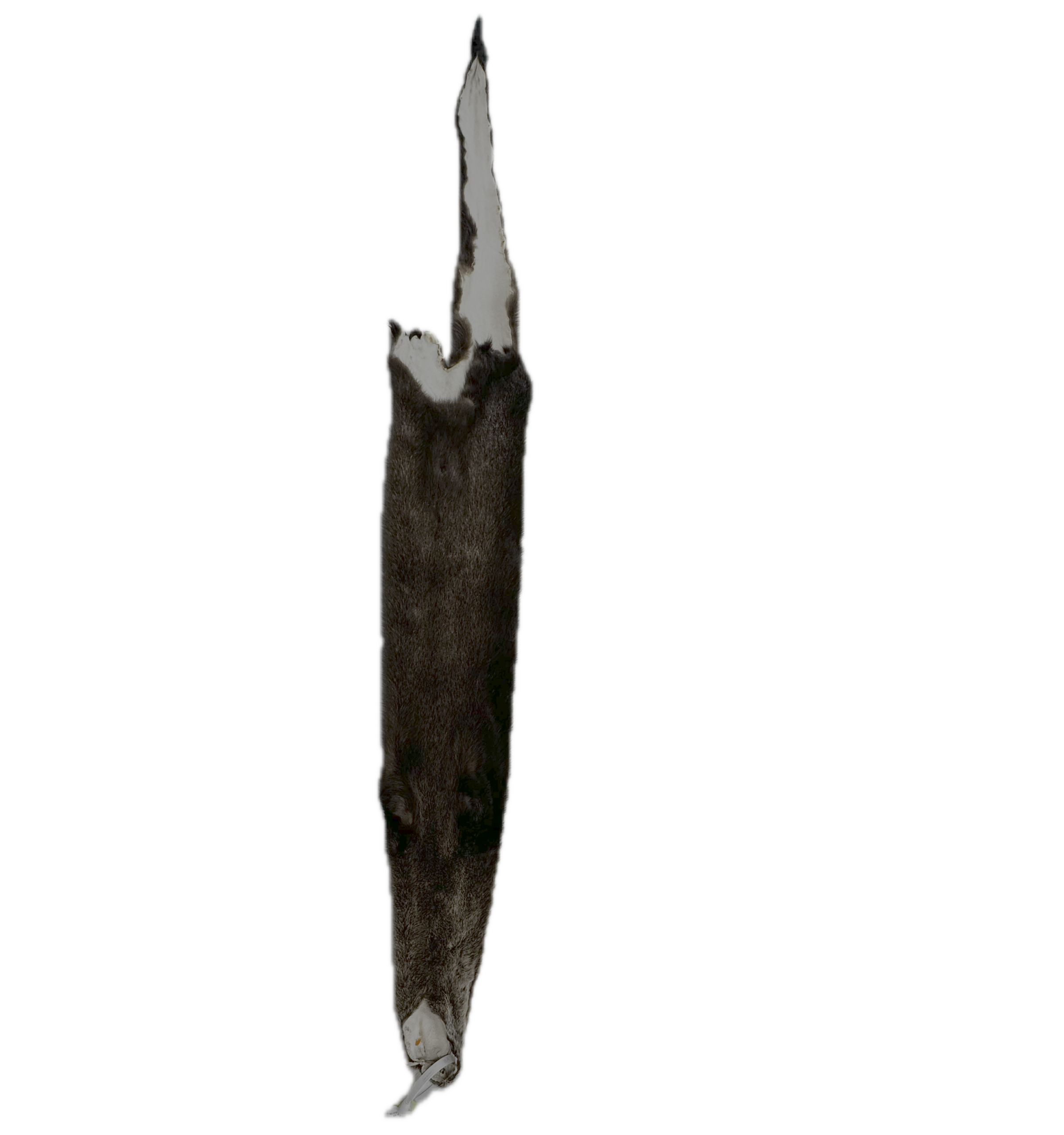 River Otter Pelt - Image 3