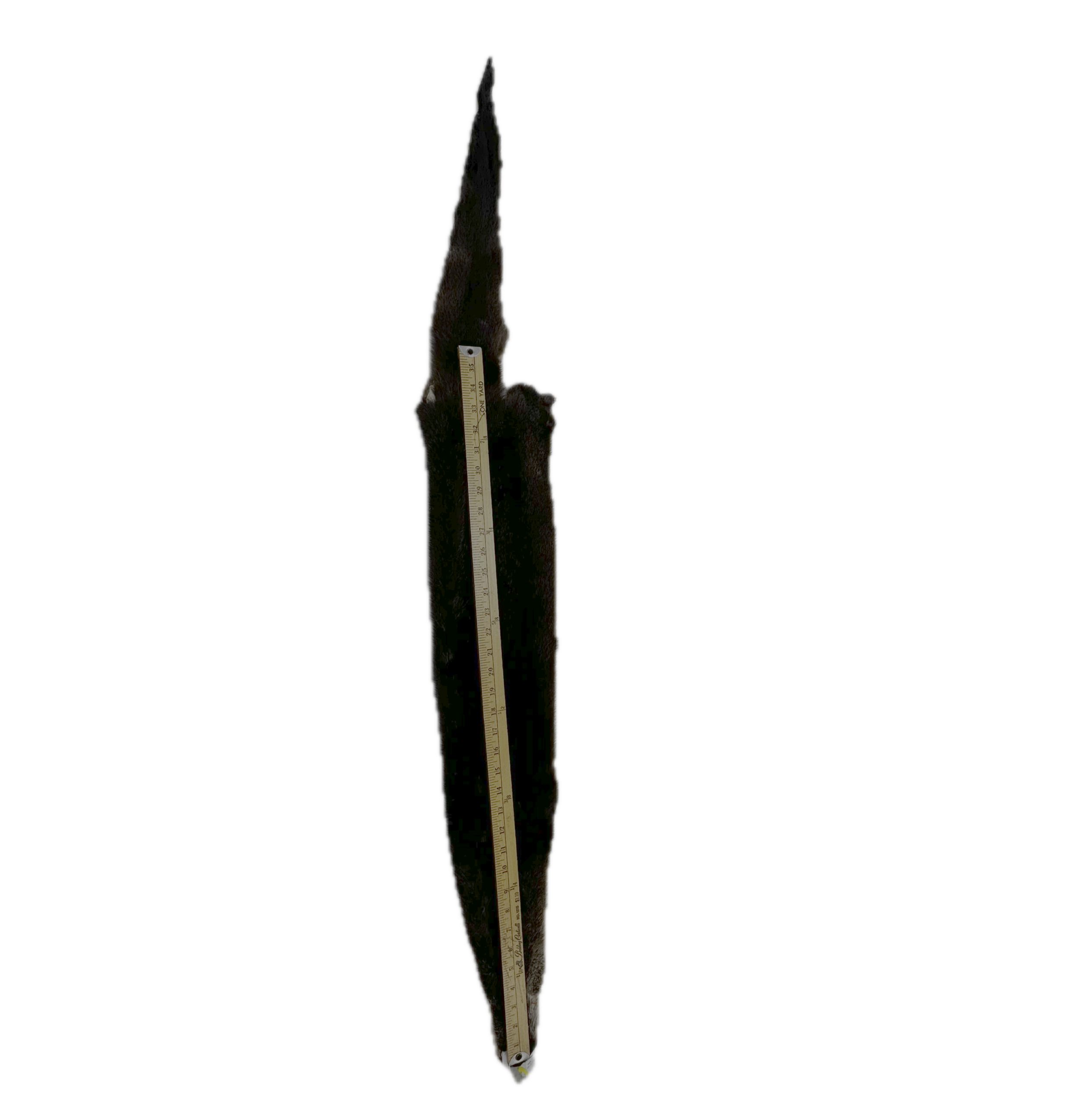 River Otter Pelt - Image 2