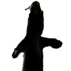 Wolverine Pelt