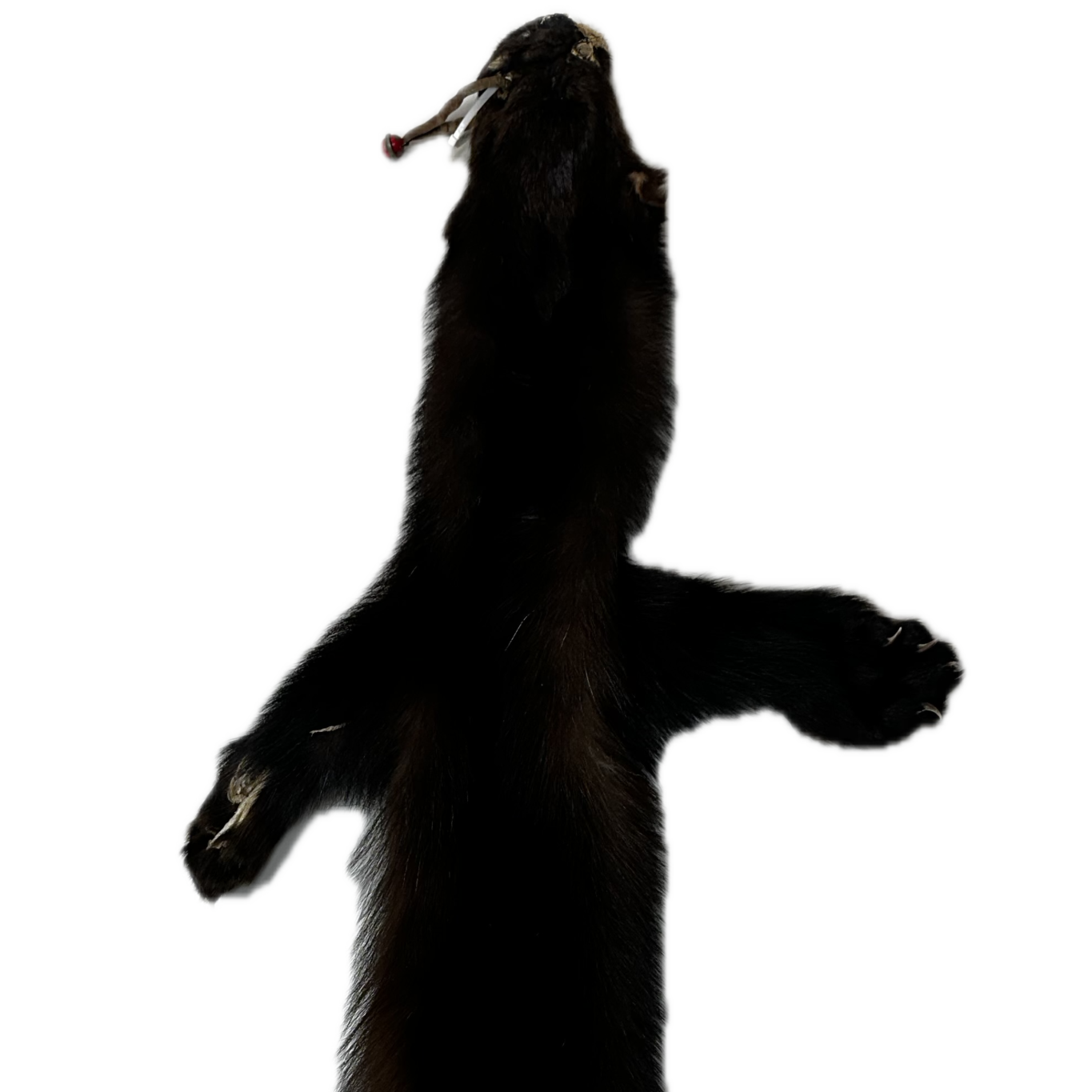 Wolverine Pelt