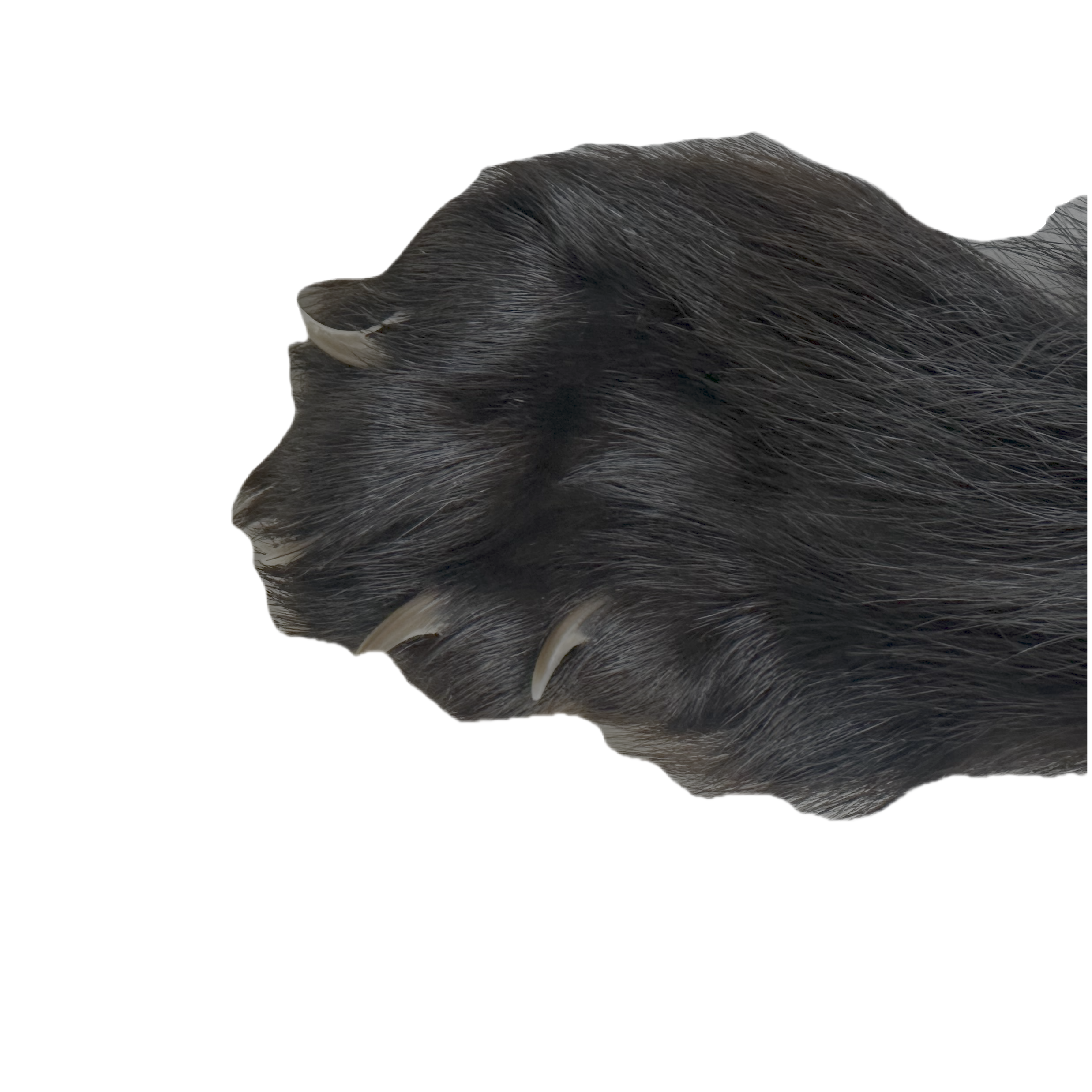 Wolverine Pelt - Image 4