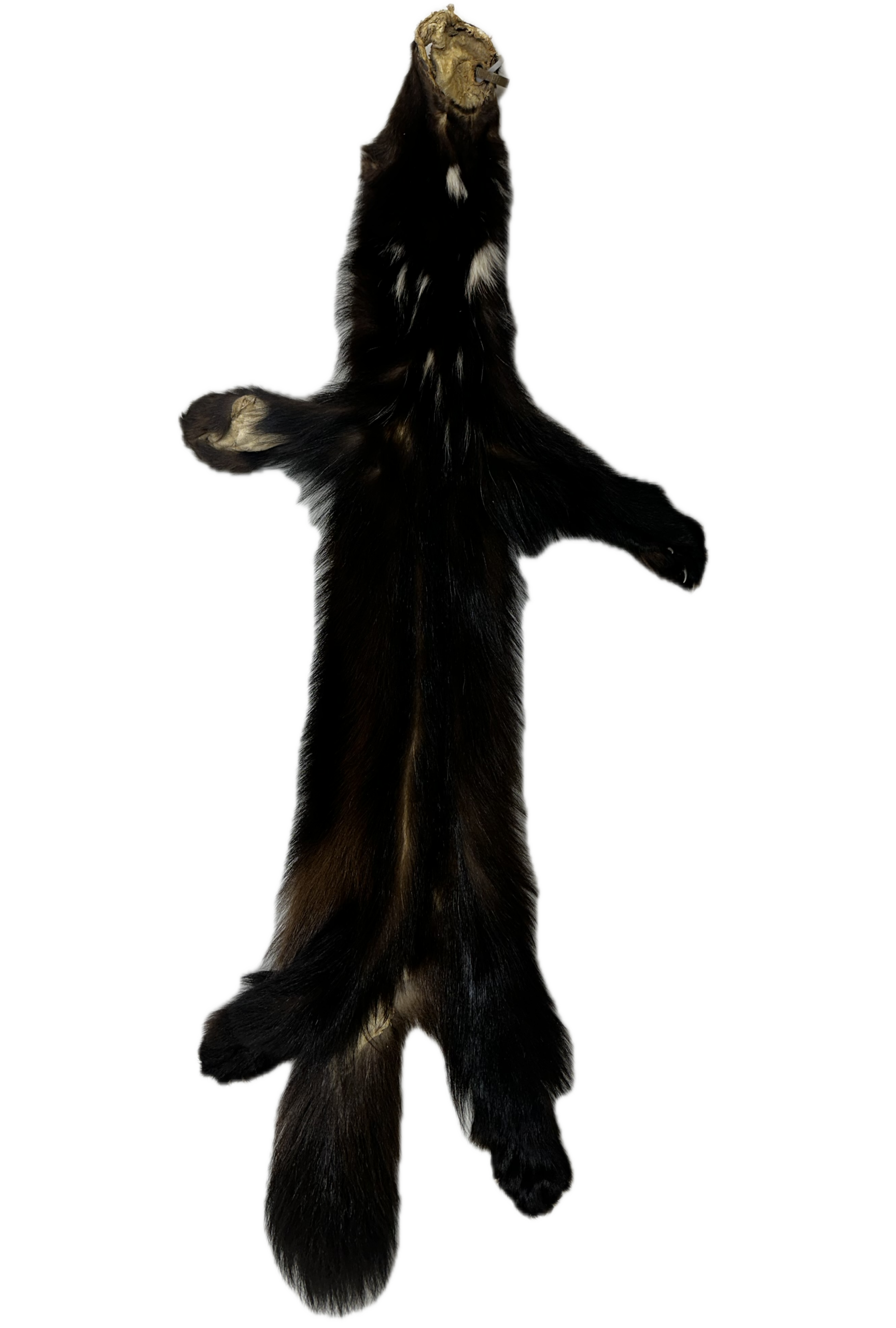 Wolverine Pelt - Image 3