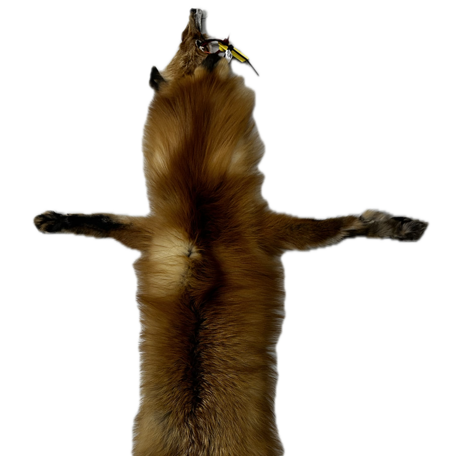 Red Fox Pelt