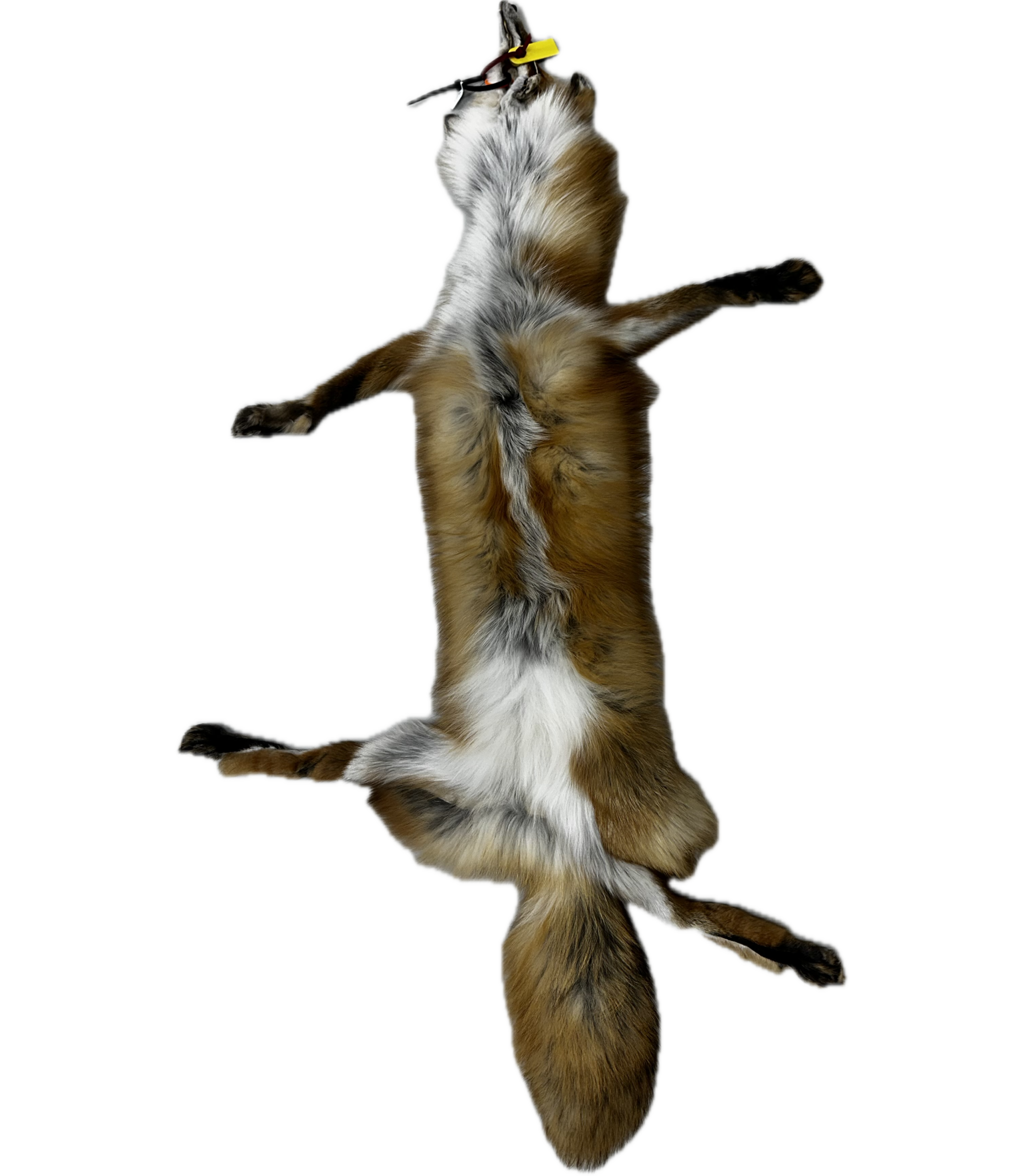 Red Fox Pelt - Image 2