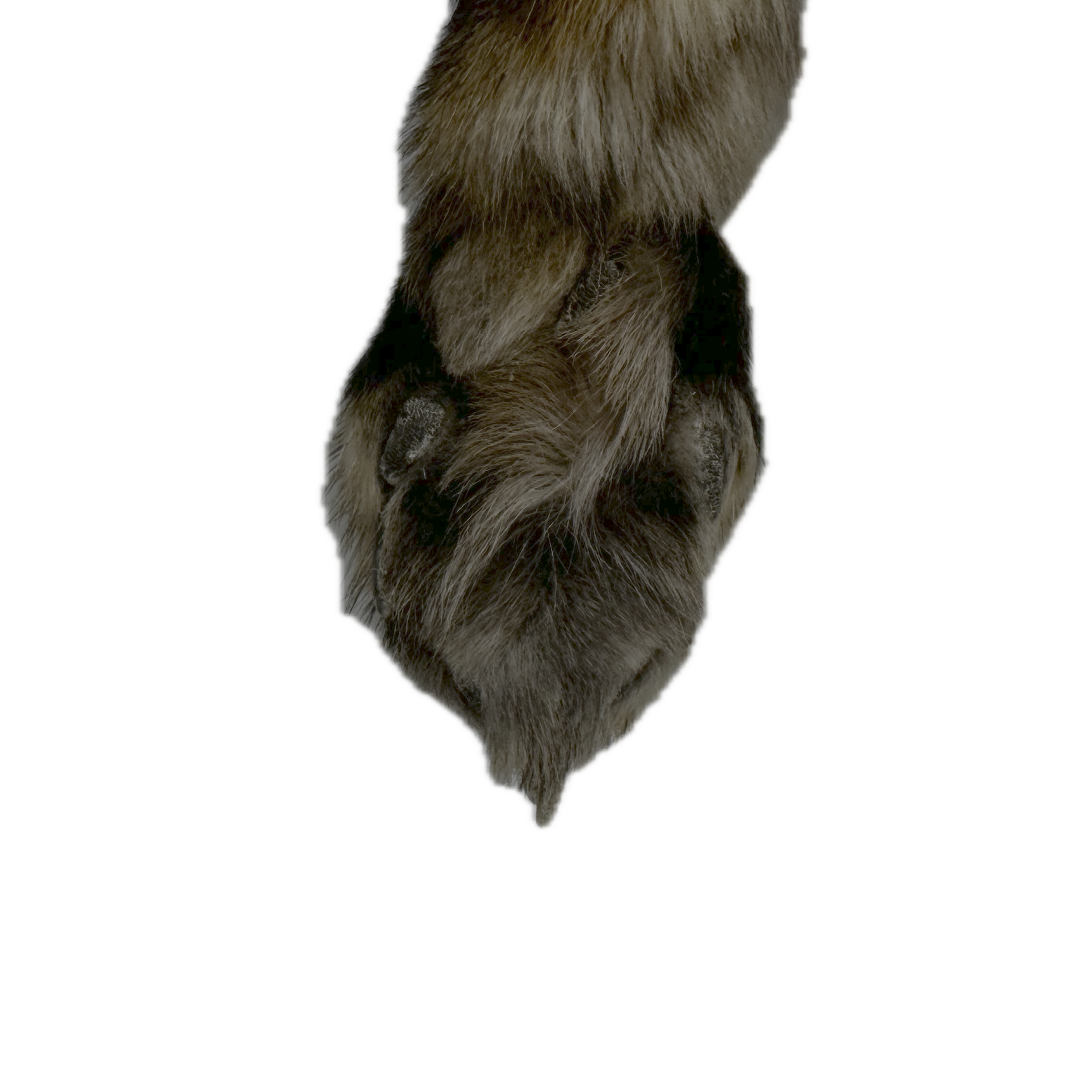 Red Fox Pelt - Image 4
