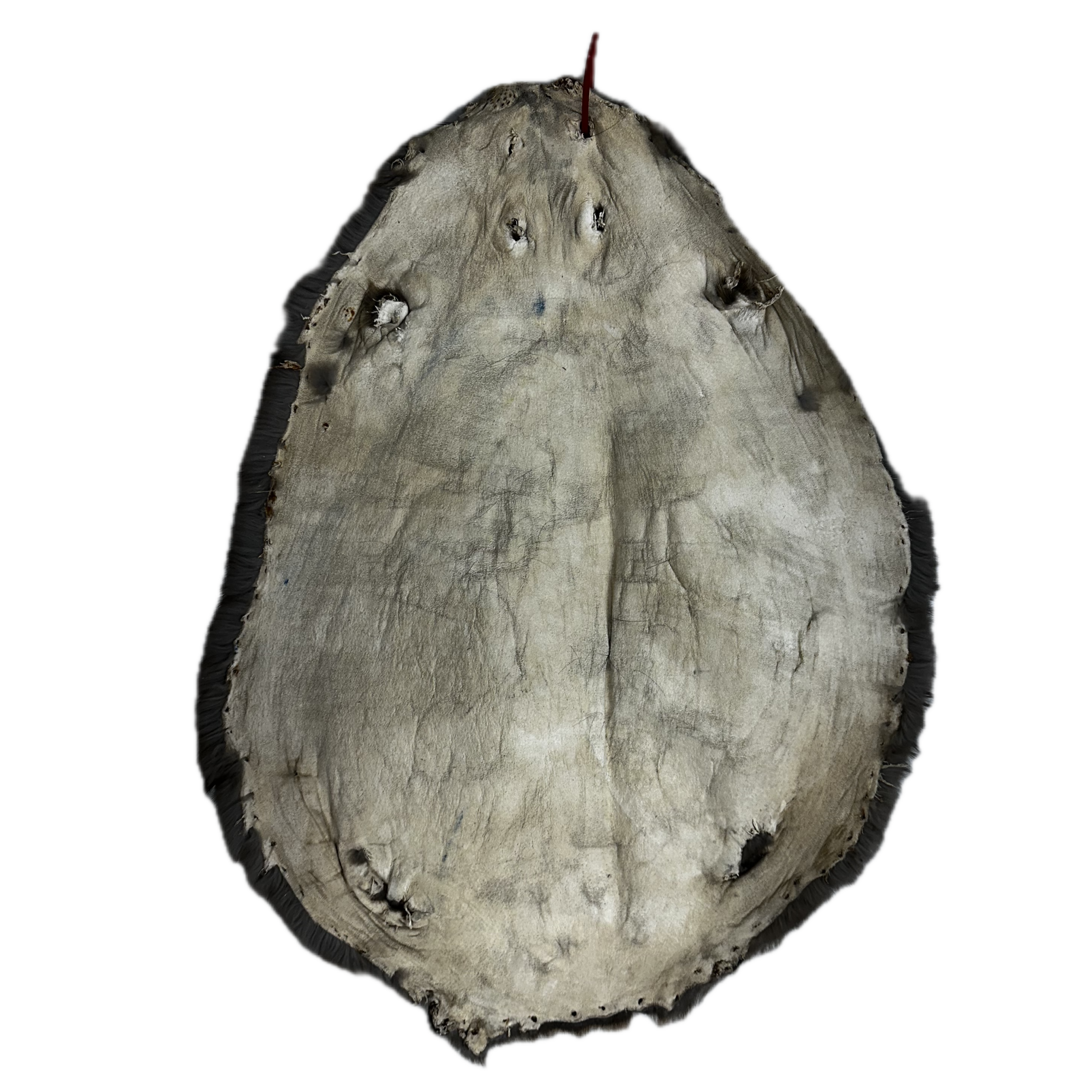 Small Beaver Pelt - Image 2