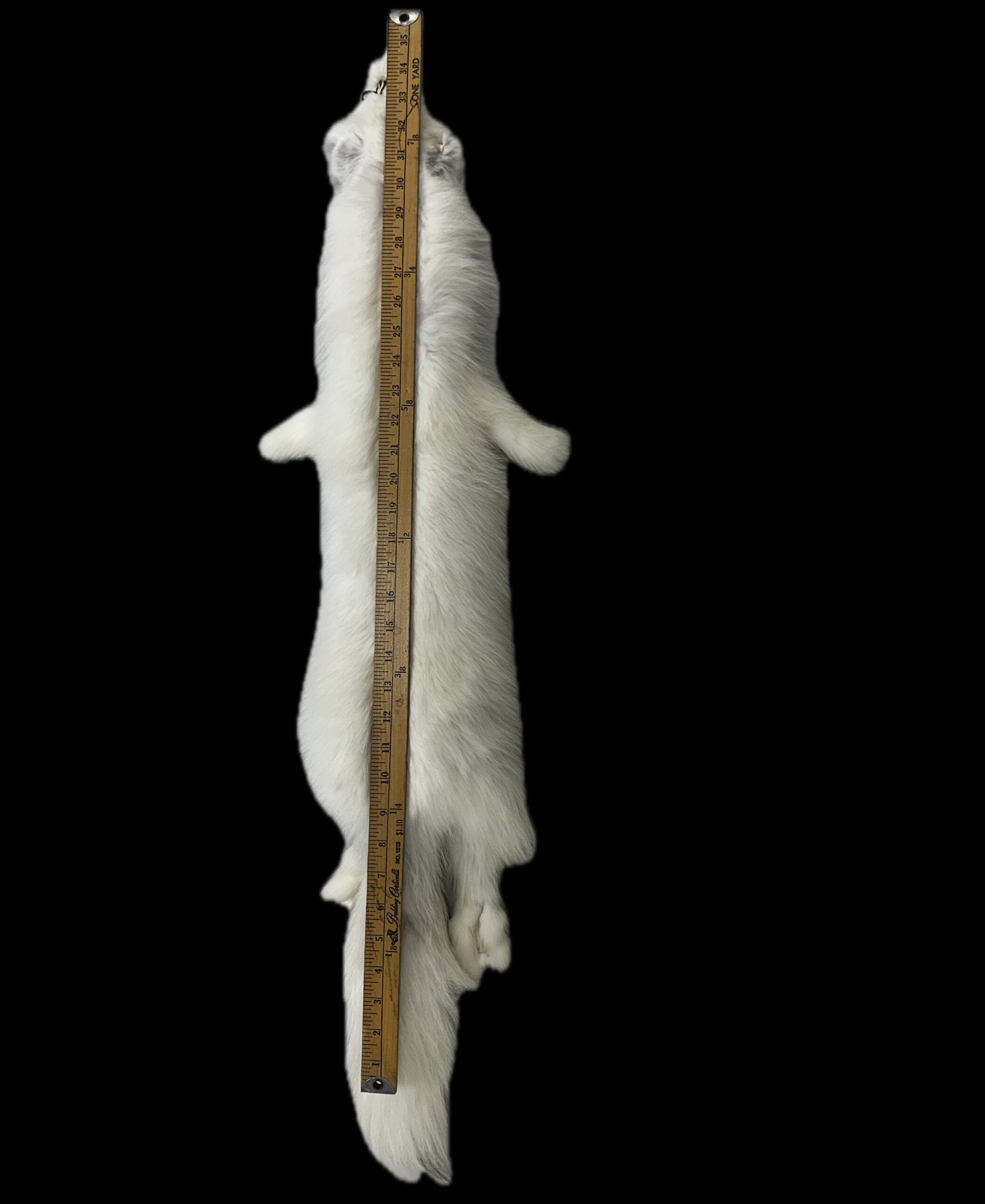 Arctic Fox Pelt - Image 2