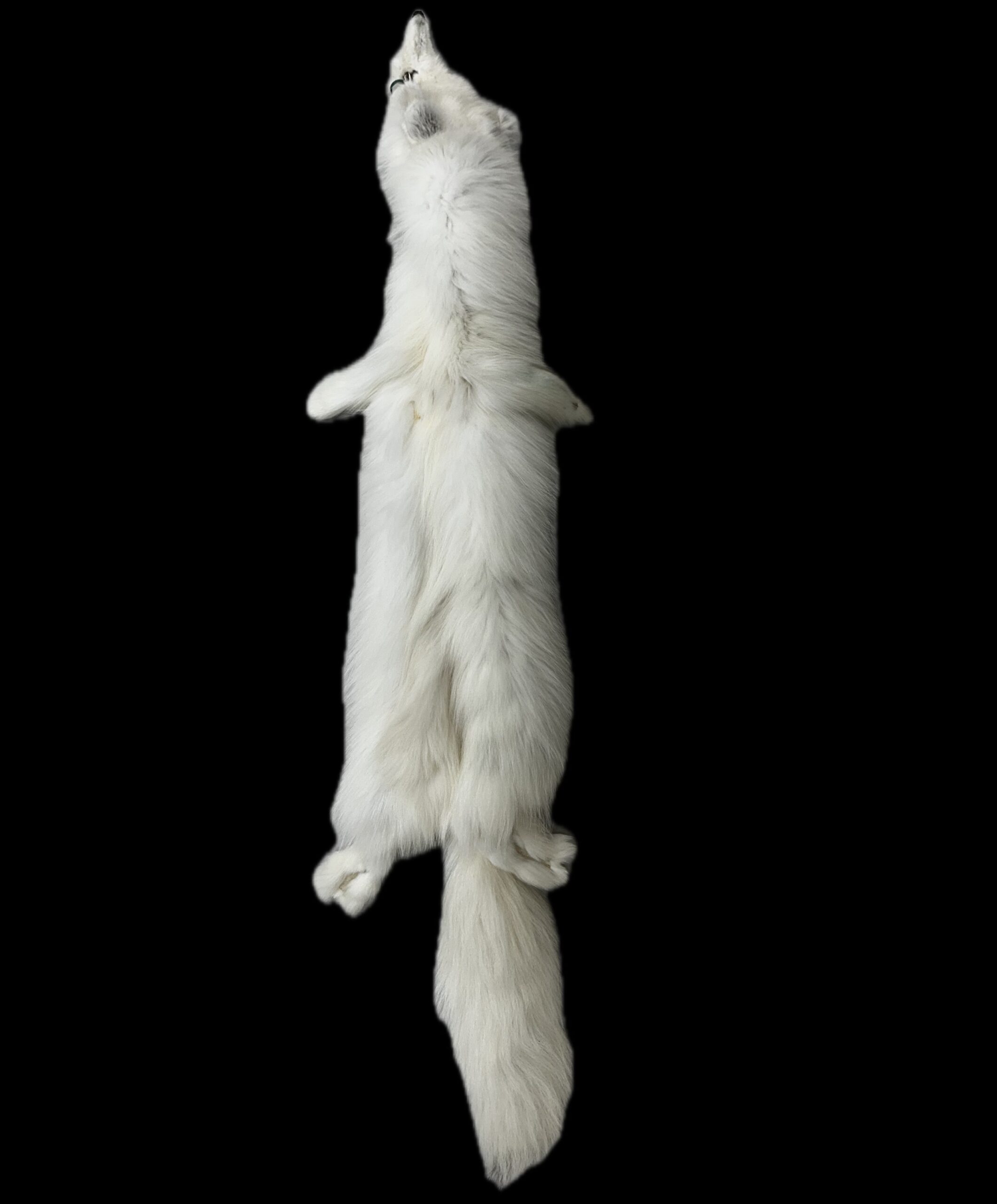 Arctic Fox Pelt - Image 3
